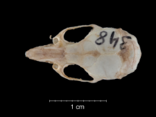 Mus musculus