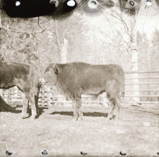 [Zdjęcia dokumentacyjne mieszańc&oacute;w(2)]