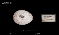 Cyanistes caeruleus