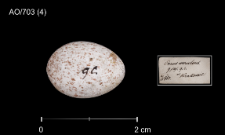 Cyanistes caeruleus