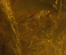Sciaridae