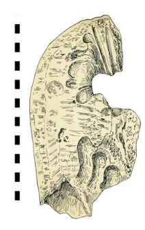 mammoth's tooth with processing traces (?)
