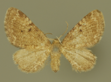 Eupithecia goossensiata Mabille, 1869