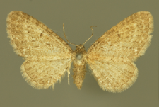 Eupithecia satyrata (Hübner, 1813)