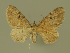 Eupithecia actaeata Walderdorff, 1869