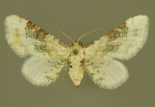 Eupithecia gratiosata Herrich-Schäffer, 1861
