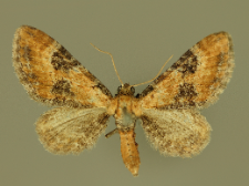 Eupithecia gueneata Millière, 1862