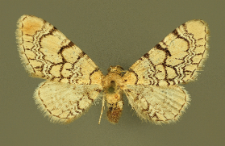 Eupithecia venosata (Fabricius, 1787)