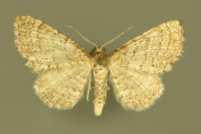 Eupithecia plumbeolata (Haworth, 1809)