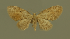 Eupithecia tenuiata (Hübner, 1813)