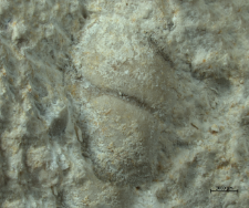 Tanidromites species