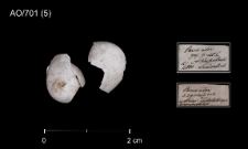 Periparus ater