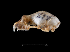 Rhinolophus mehelyi