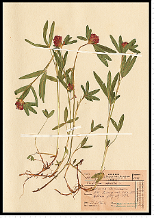 Trifolium alpestre L.