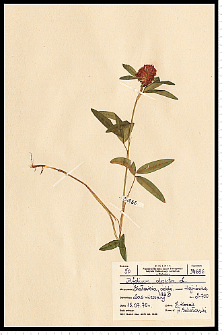 Trifolium alpestre L.