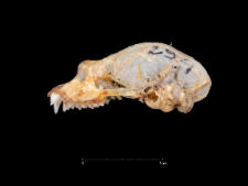 Rhinolophus mehelyi