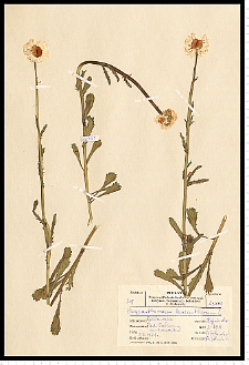 Leucanthemum vulgare Lam. s. s.