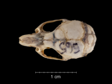 Mus musculus
