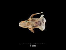 Mus musculus