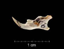 Mus musculus
