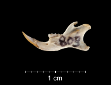 Mus musculus