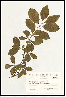 Euonymus europaeus L.