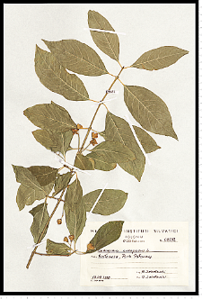 Euonymus europaeus L.