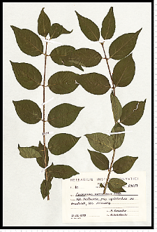 Euonymus verrucosus Scop.