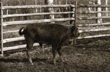 [Małoobrazkowe zdjęcia dokumentacyjne mieszańc&oacute;w(9)]