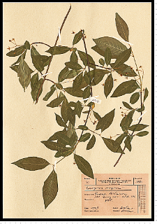 Euonymus europaeus L.