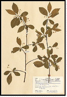 Euonymus europaeus L.