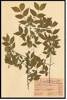 Euonymus verrucosus Scop.
