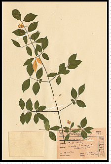 Euonymus verrucosus Scop.