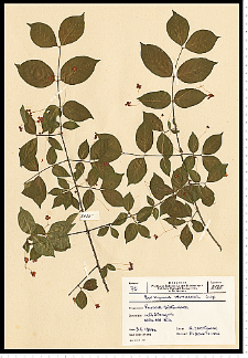 Euonymus verrucosus Scop.