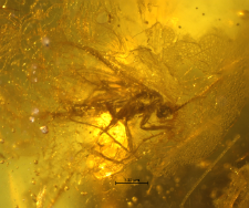 Diptera (Nematocera)