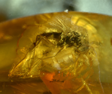 Dolichopodidae