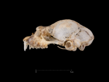 Rhinolophus mehelyi