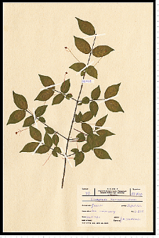Euonymus verrucosus Scop.