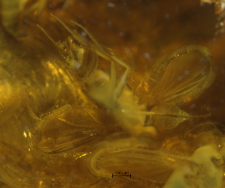 Dolichopodidae