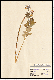 Chelidonium majus L.