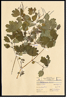 Chelidonium majus L.