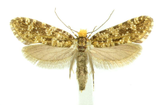 Triaxomera parasitella (Hübner, 1796)