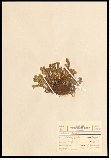Sedum acre L.