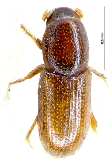 Crypturgus pusillus (L. Gyllenhal, 1813)