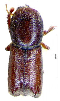 Xylocleptes bispinus (C. Duftschmid, 1825)