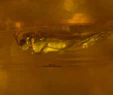 Sciaridae