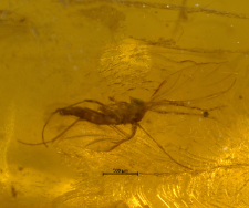Diptera (Nematocera)