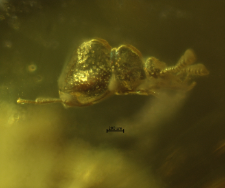 Scydmaenidae