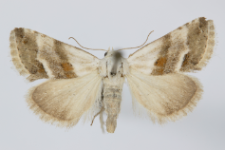 Eublemma minutata