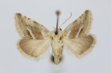 Eublemma minutata